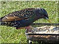 Starling, Rhymney