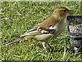 Female chaffinch, Rhymney