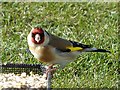 Goldfinch, Rhymney