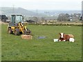 Poorly cow at Far Turbury