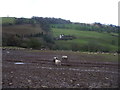 Sheep pasture above Little Llwygy