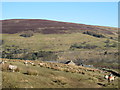 Swaledales near Low Thornhope