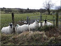 H5475 : Sheep, Oxtown by Kenneth  Allen