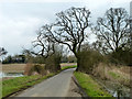 Damp spots by the lane