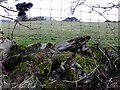 A mossy dry stone wall, Altdrumman