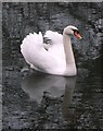 TQ3988 : Mute Swan, Hollow Pond by David Anstiss
