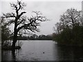 Eagle Pond, Epping Forest