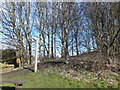 Footpath through the trees