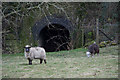 Sheep near Chedworth village centre