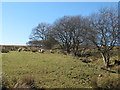 Rough pastures west of Softley