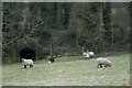 Sheep near Chedworth village centre