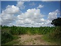 Maize crops near Rookery Farm