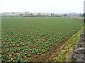 Brassicas in field near Skeeby