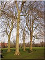 Trees, Ravenscourt Park