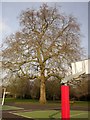 TQ2279 : Plane tree, Ravenscourt Park by Derek Harper