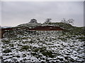 Rabbit burrows in Penrhos Castle motte