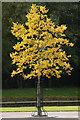 Autumn tree in Camperdown Park