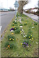 Crocuses next to the London Road