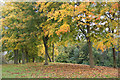 NO3632 : Autumn trees, Camperdown Park by Mike Pennington