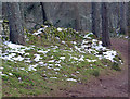 Alongside the track through the woods behind Culbokie