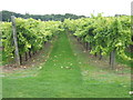 Biddenden Vineyard