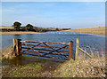 New Lake For The Gulls