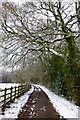 Snowy beech trees