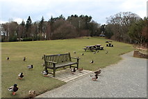 NS2209 : Ducks at Swan Pond by Billy McCrorie