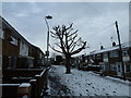 Winter tree just off Burghclere Road