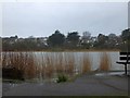 The Swanpool on the edge of Falmouth