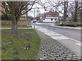 Crocuses on Mill Race