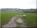 Steeple, sheep grazing