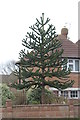 TQ7206 : Monkey Puzzle Tree, Cooden Drive by J.Hannan-Briggs