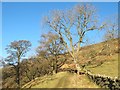 Bridleway north of Parson Shields