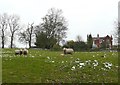 Sheep near Weston church