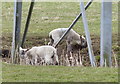 Lambs at an electricity pylon