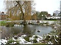 Village pond and willow tree, Weston