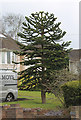 Monkey Puzzle Tree, Ashford Road, Canterbury