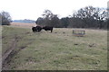 TR0949 : Cows feeding, Sole Street by J.Hannan-Briggs