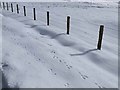 NY8954 : Tracks in the snow by Oliver Dixon