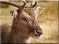 SJ7386 : Deer at Dunham Massey Deer Sanctuary by David Dixon
