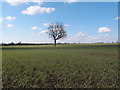 Oak tree in an arable field