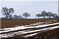 Winter landscape near Holly Hedges Lane