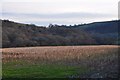 ST0118 : Mid Devon : Grassy Field by Lewis Clarke