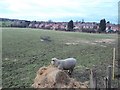 Livestock at Thorpe Common