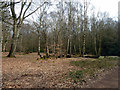 Group of  birches, Epping Forest