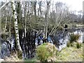 A small wetland area, Donaghanie