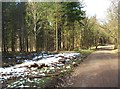 Patch of snow in the Wyre Forest at Hawkbatch, near Buttonoak