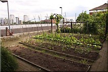 TQ3679 : Vegetable plot in Surrey Docks Farm by Steve Daniels