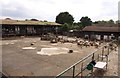 Sheep in Surrey Docks Farm